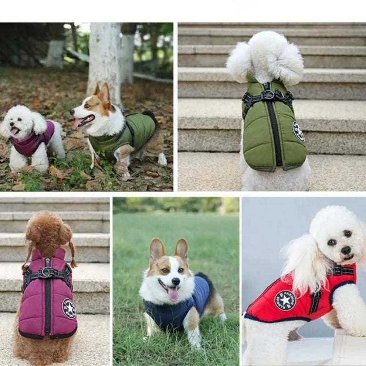Petits chiens portant le manteau d'hiver avec harnais en promenade